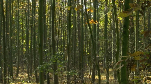 Autumn forest trees Stock Footage 32258338