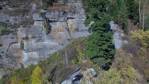 Autumn forest trees Video stock 103509465