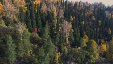 Autumn forest trees Stock Footage 103509489