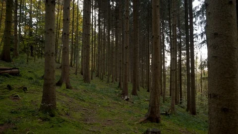 Autumn Forest Trees  Stock-Footage 121229254