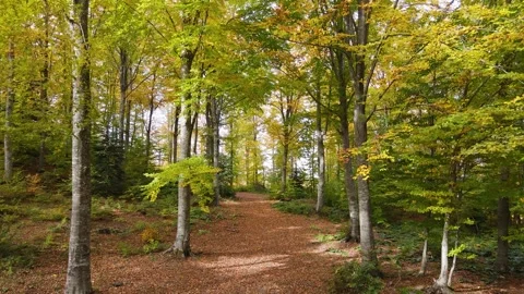 Autumn Forest Trees Stock-Footage 333070084