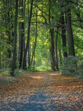 Autumn forest trees over the path covered with golden dry leaves. Stock Photos