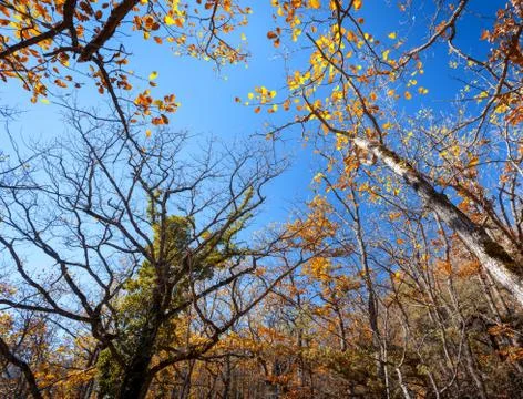 Autumn forest. Trees pattern. Looking up the blue sky. background 스톡 사진