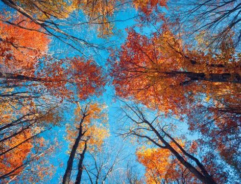 Autumn forest. Trees pattern. Looking up the blue sky. background Stock Photos