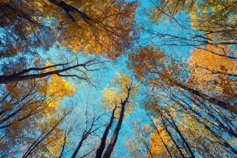 Autumn forest. Trees pattern. Looking up the blue sky. background Foto stock