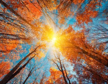 Autumn forest. Trees pattern. Looking up the blue sky. background Foto stock