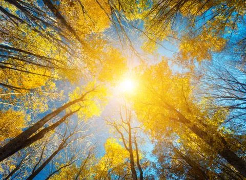 Autumn forest. Trees pattern. Looking up the blue sky. background Foto stock
