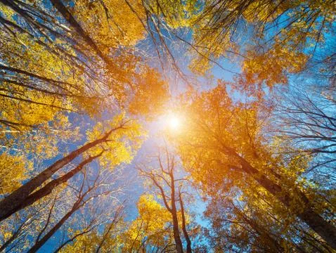 Autumn forest. Trees pattern. Looking up the blue sky. background Foto stock