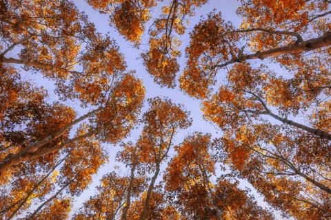 Autumn forest. Trees pattern. Looking up the blue sky. Nature background Foto stock