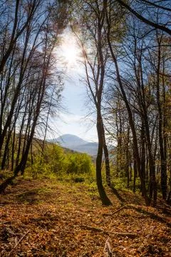 Autumn forest trees Stock Photos
