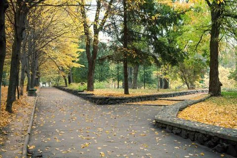 Autumn forest trees 스톡 사진