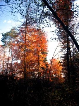 Autumn forest trees Stock Photos