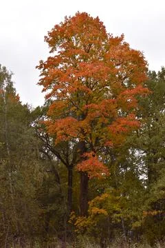 Autumn Forest Trees Foto stock