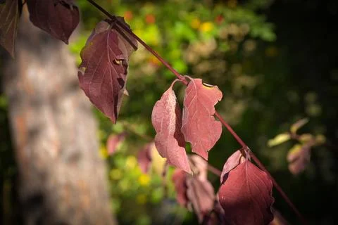 Autumn in the forest, trees Stock Photos