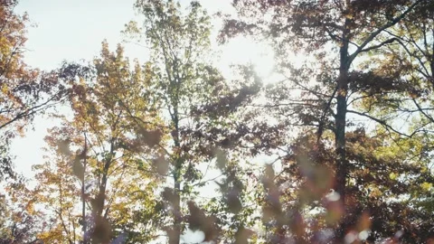 Autumn forest trees in sunlight Video stock 165766995