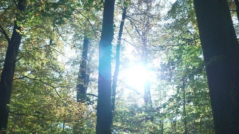 Autumn Forest Trees at Sunset Light Stock Footage 121228846