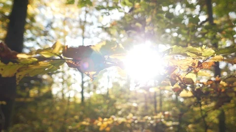 Autumn Forest Trees at Sunset Light Stock Footage 121228944