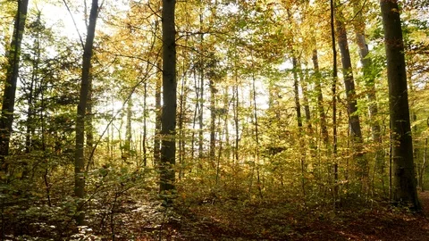 Autumn Forest Trees at Sunset Light Stock Footage 121228960