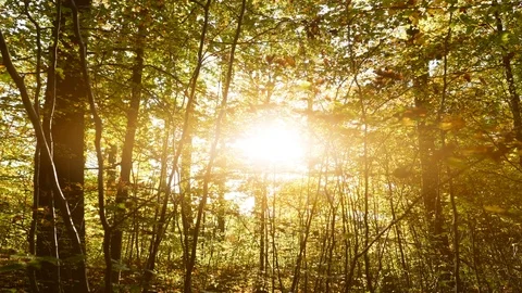 Autumn Forest Trees at Sunset Light Stock Footage 121229029