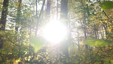 Autumn Forest Trees at Sunset Light Stock Footage 121229074