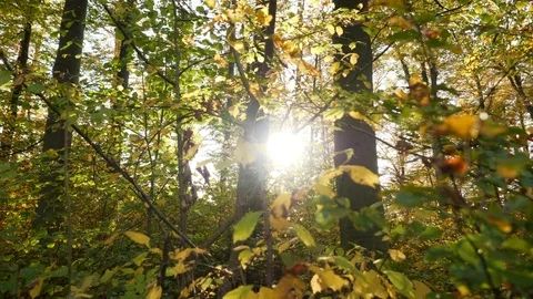 Autumn Forest Trees at Sunset Light Stock Footage 121229086