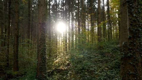 Autumn Forest Trees at Sunset Light Stock Footage 121229118