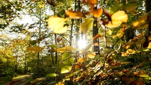 Autumn Forest Trees at Sunset Light Stock Footage 121229119