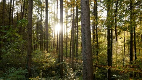 Autumn Forest Trees at Sunset Light Stock Footage 121229190