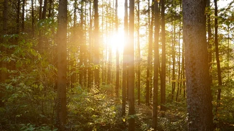 Autumn Forest Trees at Sunset Light Stock Footage 121229193