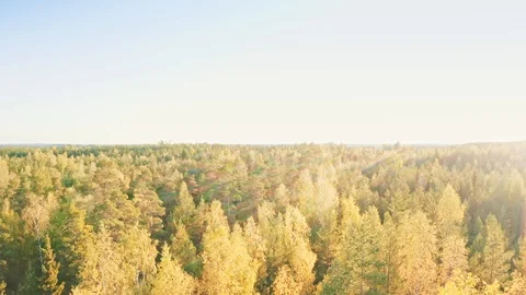 Autumn forest trees top down landscape Travel scenic aerial view Stock Footage 123770860
