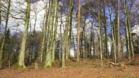 Autumn forest trees under deep blue sky in Switzerland, Europe Stock-Footage 34460566