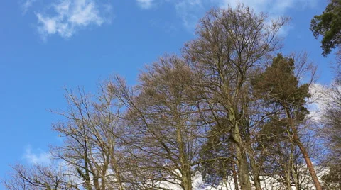 Autumn forest trees under deep blue sky in Switzerland, Europe Stock-Footage 34463993
