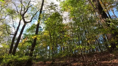 Autumn Forest trees in the wind Stock Footage 288045509