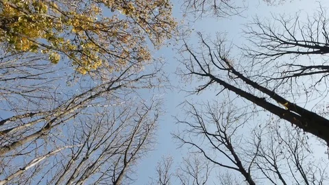 Autumn Forest Trees Without Foliage Stock Footage 97239154