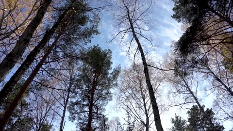 Autumn in the forest. Trees without leaves swing against the blue sky. View from Stock Footage 134034705