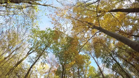 Autumn Forest Treetops. Beautiful Fall Woodland Landscape Stock Footage 306865952
