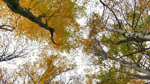 Autumn forest with treetops an leaves falling down Stock Footage 85116735