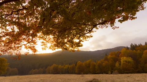 Autumn forest under sunset Stock Footage 68758416
