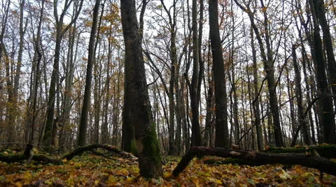 Autumn Forest. Using of camera slider. Stock Footage 43577514