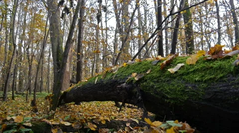 Autumn Forest. Using of camera slider. Stock Footage 43578149