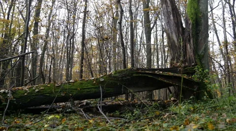 Autumn Forest. Using of camera slider. Stock Footage 43578912