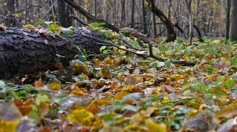 Autumn Forest. Using of camera slider. Stock Footage 43579555