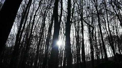 Autumn Forest. Using of camera slider. Stock Footage 44058027
