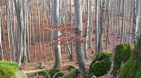 Autumn Forest. Using of camera slider. Stock Footage 44058247