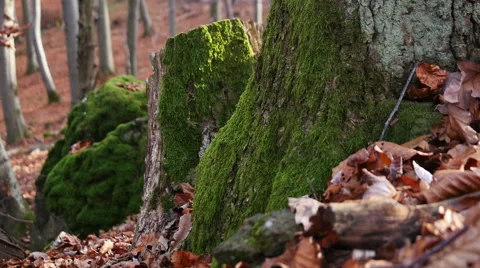 Autumn Forest. Using of camera slider. Stock Footage 44058571