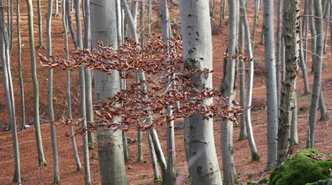 Autumn Forest. Using of camera slider. Stock Footage 44058759