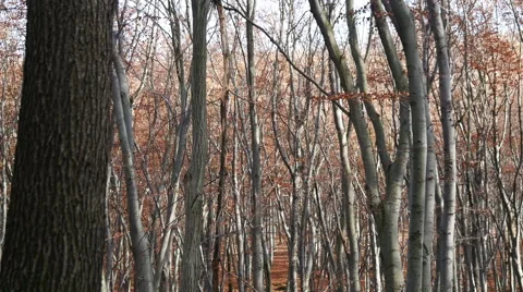 Autumn Forest. Using of camera slider. Stock Footage 44058968