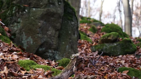 Autumn Forest. Using of camera slider. Video stock 44093733