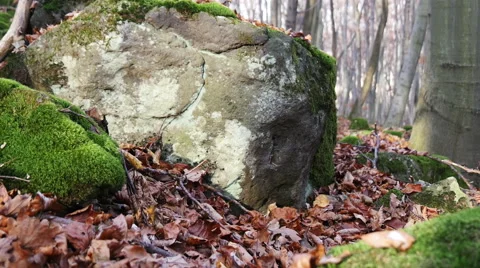 Autumn Forest. Using of camera slider. Stock Footage 44093890