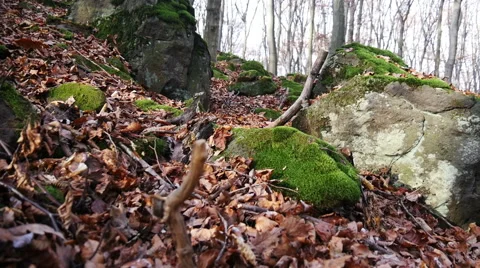 Autumn Forest. Using of camera slider. Stock Footage 44094091